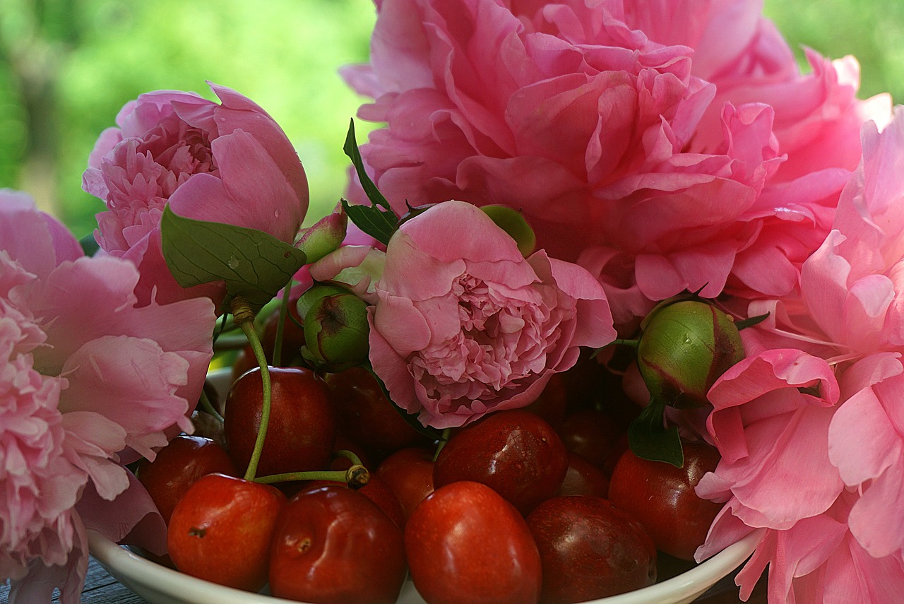 cherry ripe, red, peonies pink-5330162.jpg